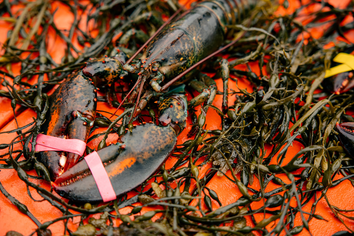 The "Family Feast" (4 Lobsters)