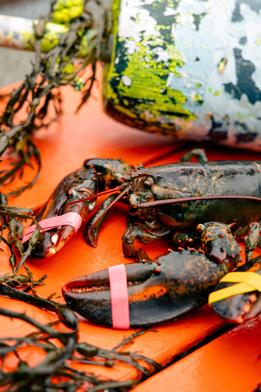 The "Duo Delight" (2 Lobsters)