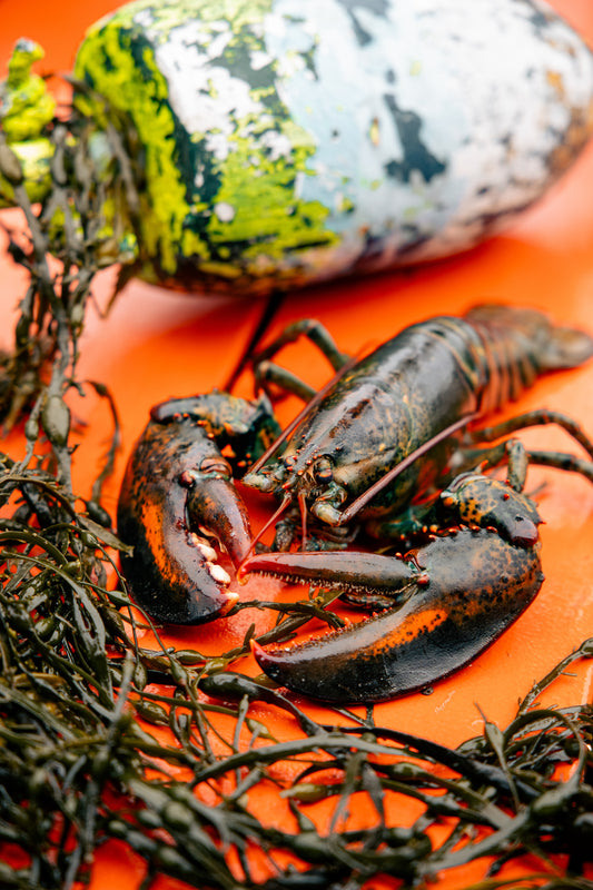 The "Family Feast" (4 Lobsters)