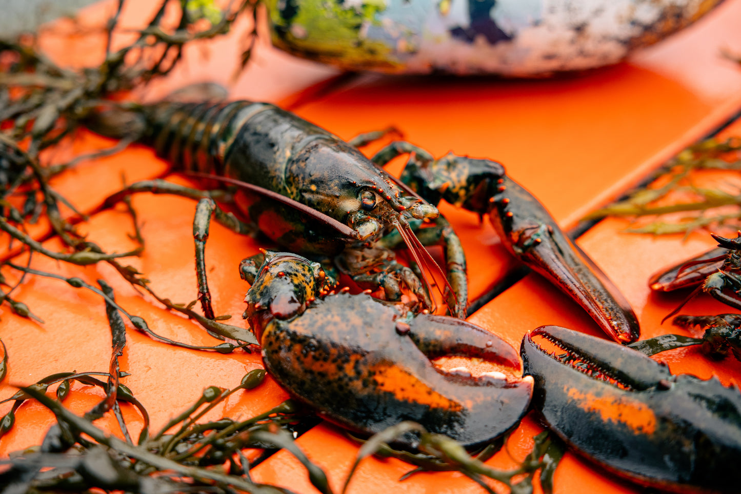 The "Downeast Feast" (6 Lobsters)
