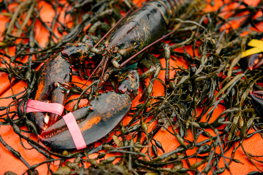 The "Family Feast" (4 Lobsters)