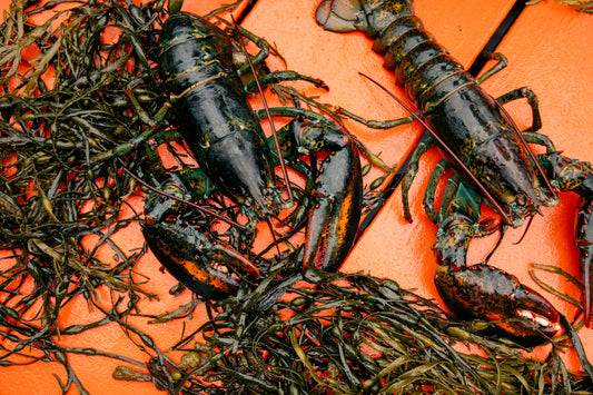 "The Duo Delight" (2 Lobsters)